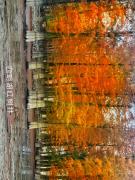 四明湖红树林